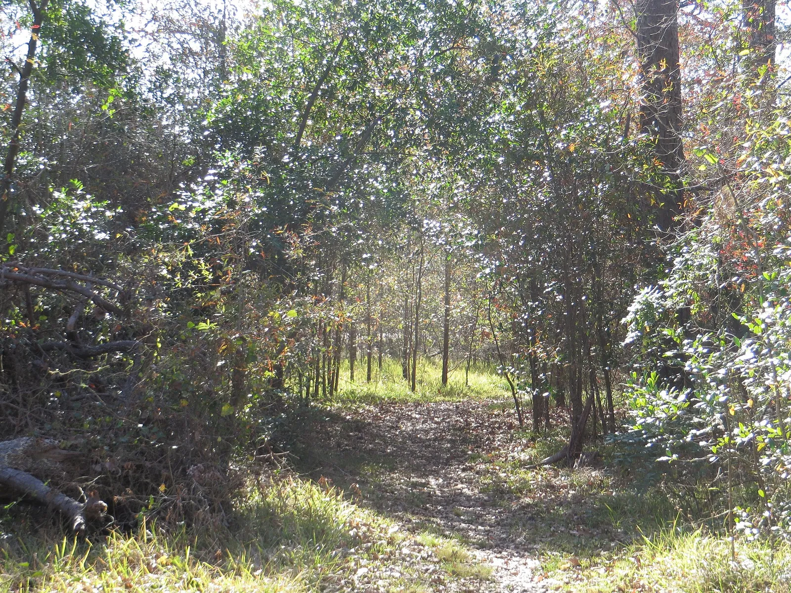 A wooded trail in West 11th Street Park.