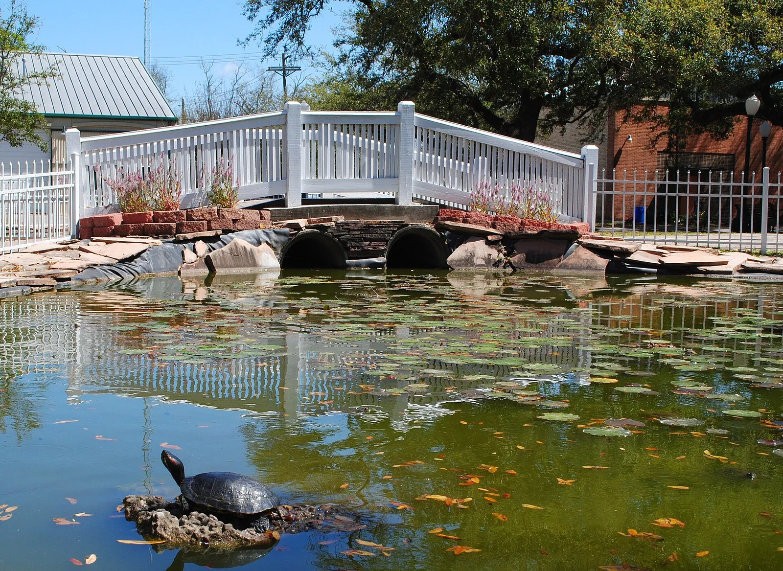 The bridge and lily pond in League Park.